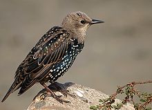 European Starling - Photo Ingrid Taylor (Wikipedia)